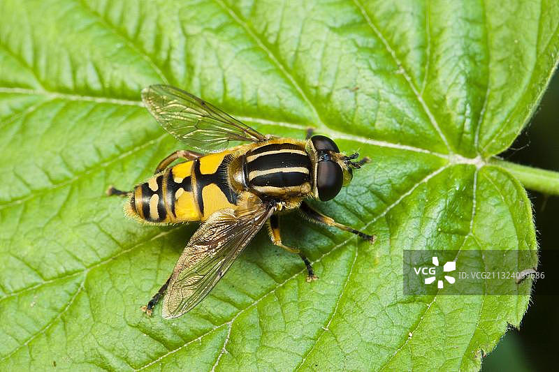 常见沼泽悬停蝇，常见沼泽悬停蝇，常见悬挂太阳花（Helophilus pendulus）图片素材