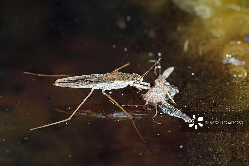 捕食中的普通水黾，德国，欧洲图片素材