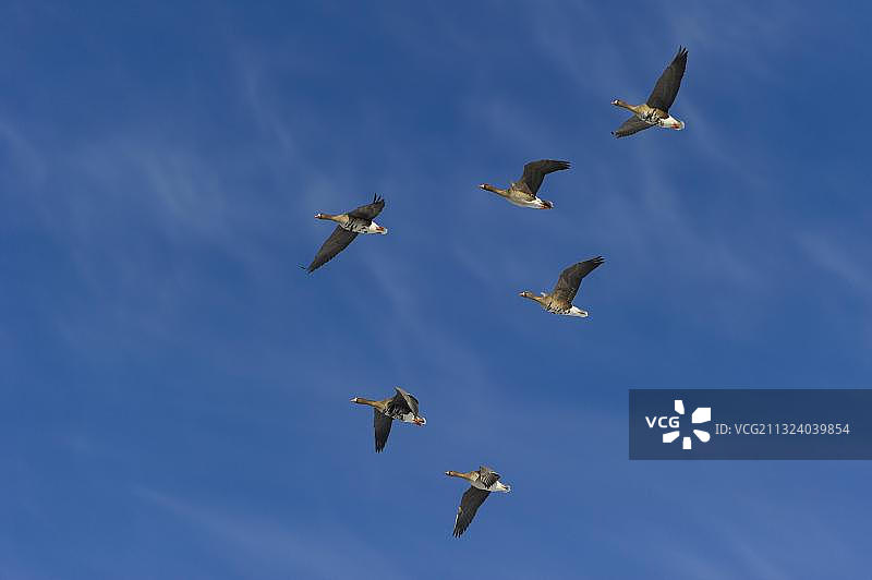 白额雁图片素材