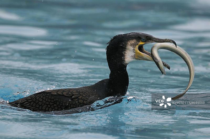 捕获鳗鱼的普通鸬鹚图片素材