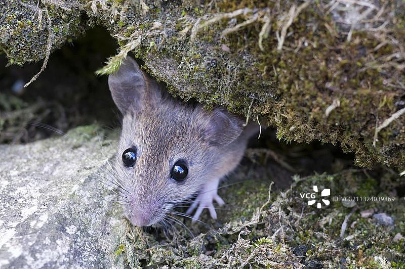红背鼠，森林鼠（Myodes glareolus），田鼠图片素材
