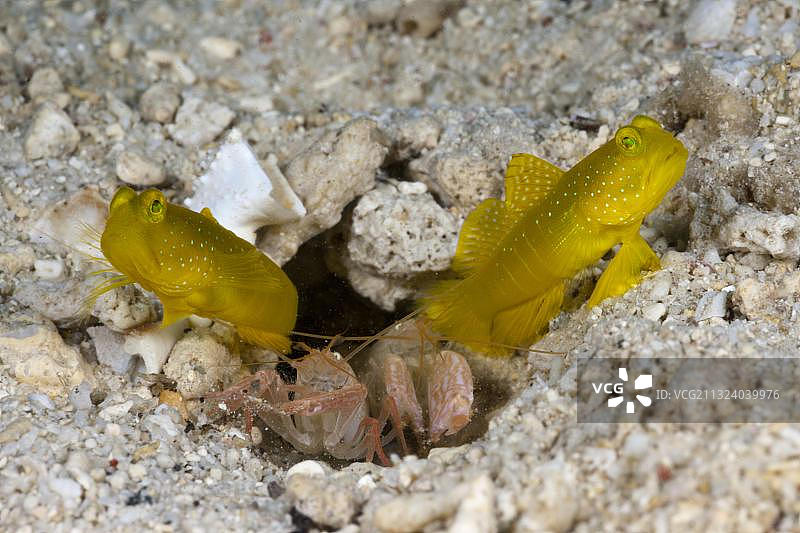 与枪虾共生的黄色虾虎鱼，西巴布亚极乐鸟湾图片素材