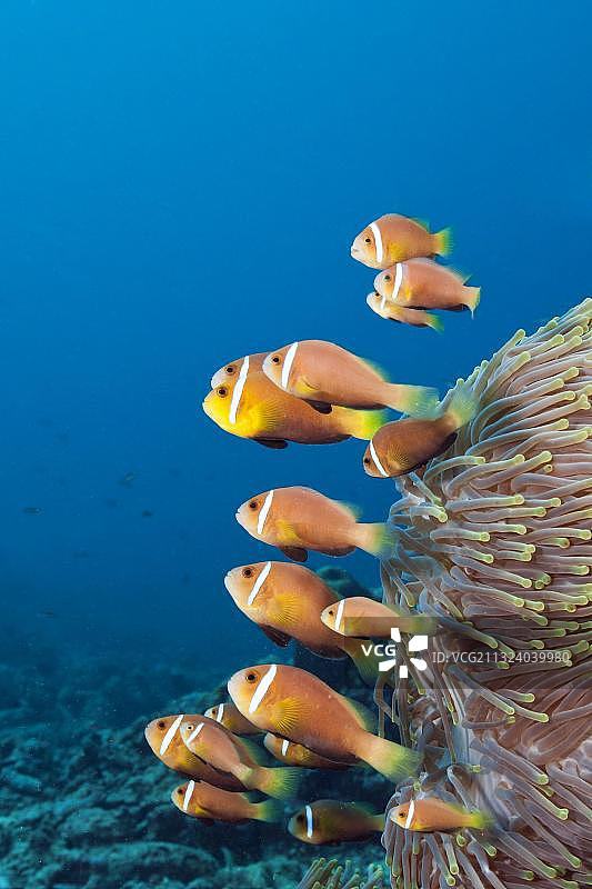 马尔代夫马累北环礁海葵鱼图片素材