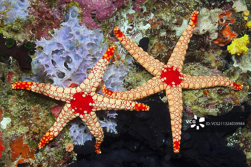 红色网状海星，马尔代夫芭环礁（Fromia monilis）图片素材