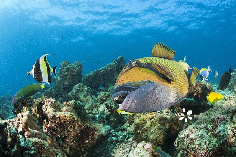 绿拟鳞鲀，巴环礁，印度洋，马尔代夫，亚洲图片素材