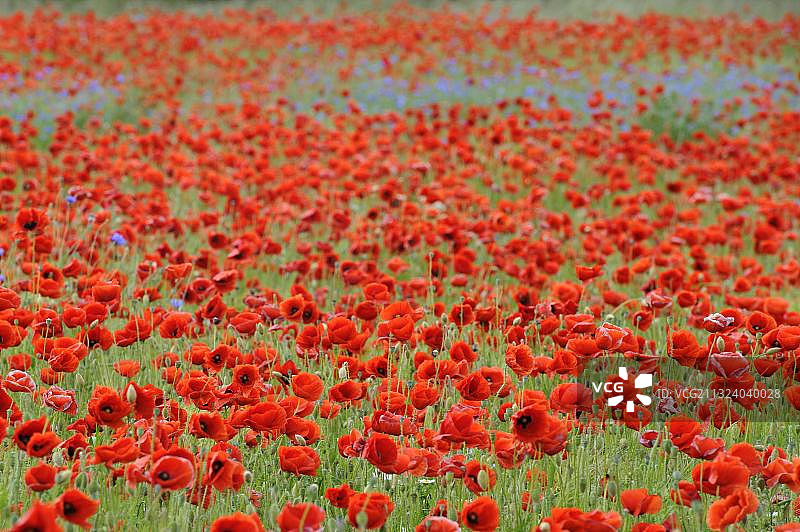 虞美人花朵，德国梅克伦堡-前波美拉尼亚图片素材