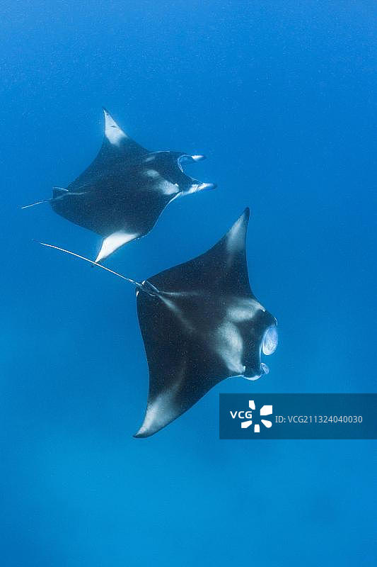 马尔代夫哈尼法鲁湾的蝠鲼图片素材