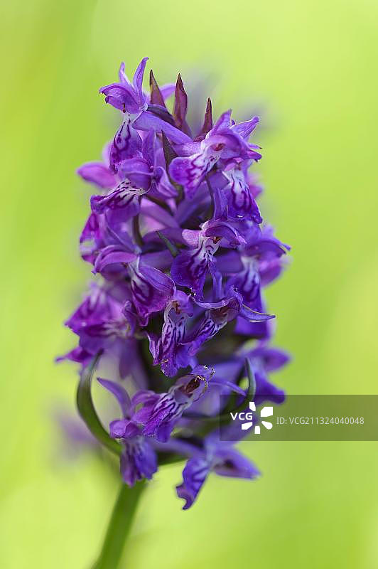 指根西洋沼兰，德国梅克伦堡-前波莫瑞州图片素材