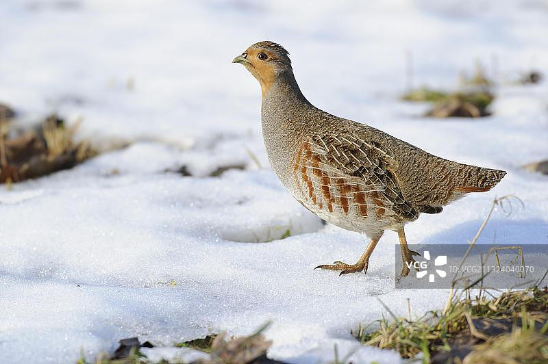 灰色鹧鸪，雄性，德国下萨克森图片素材