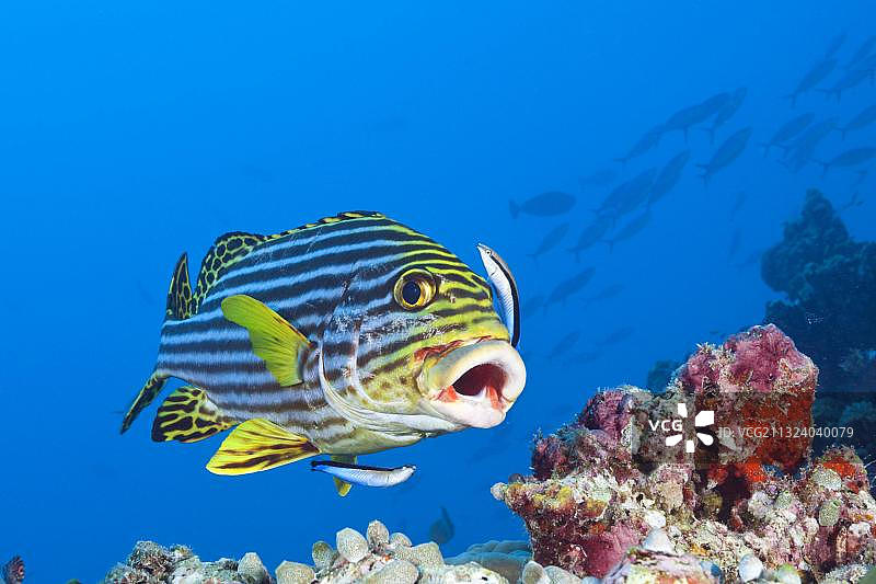马尔代夫南马累环礁的条纹胡椒鲷与清洁鱼图片素材