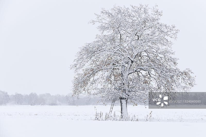 德国冬季橡树图片素材