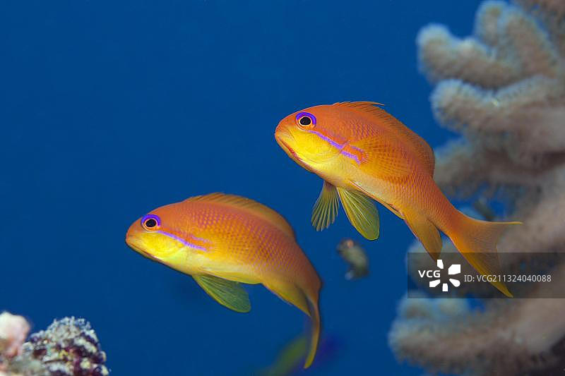 费利杜环礁的琴尾Anthias图片素材