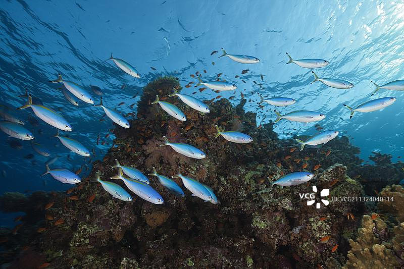 礁石上的苏伊士步兵鱼，斯氏 caesio，圣约翰，红海，埃及，非洲图片素材