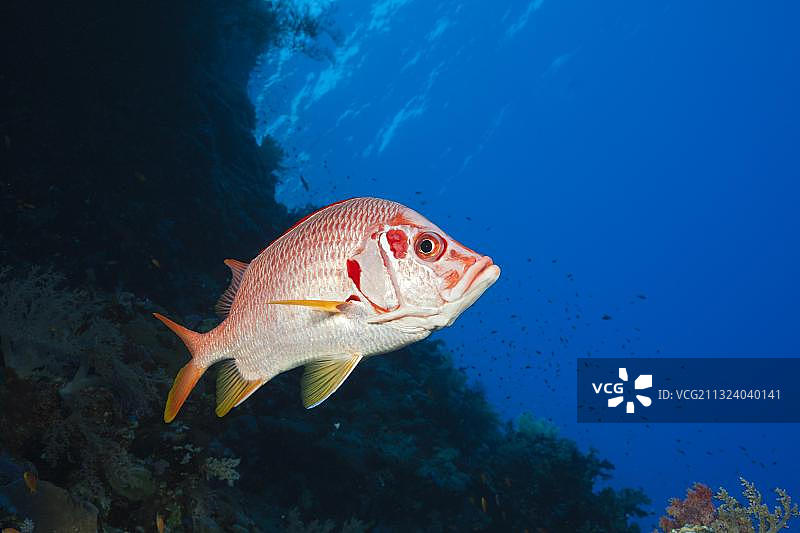 长棘海鲶(Sargocentron spiniferum)，非洲埃及红海圣约翰斯图片素材