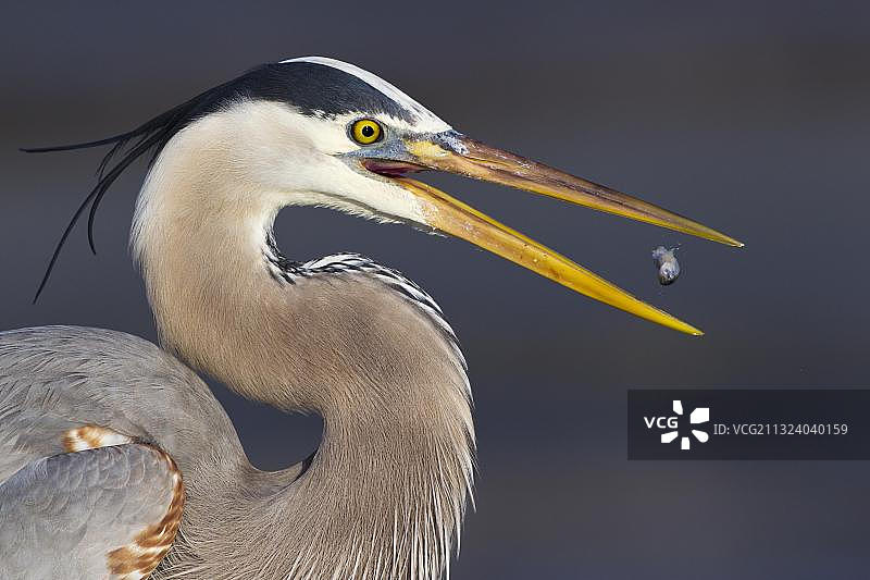 苍鹭 (美国佛罗里达州, 北美洲)图片素材