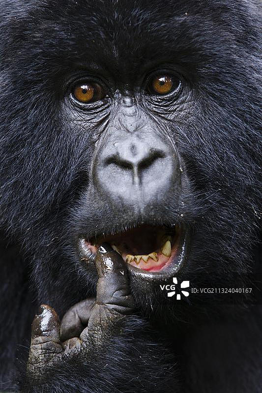 山地大猩猩，火山国家公园，维龙加国家公园，卢旺达，非洲图片素材