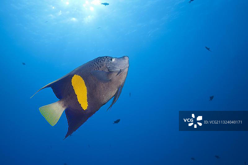 黄带神仙鱼，红海，埃及，非洲图片素材