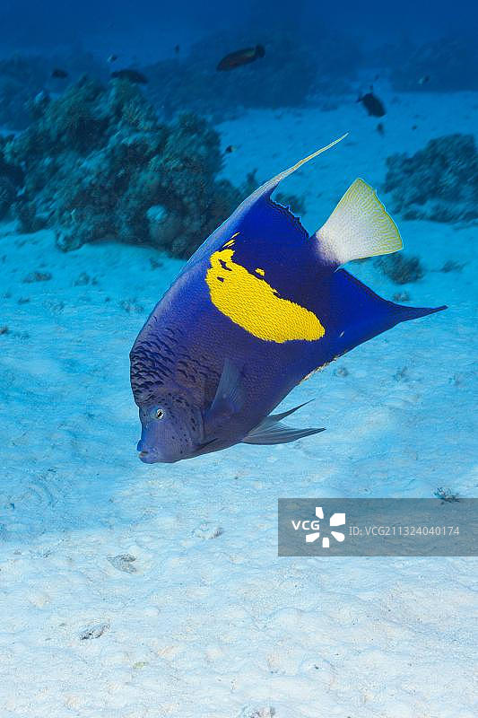黄带神仙鱼，红海，埃及，非洲图片素材