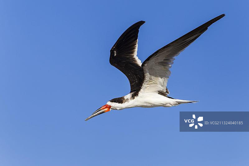 黑剪嘴鸥，美国佛罗里达州，北美洲图片素材