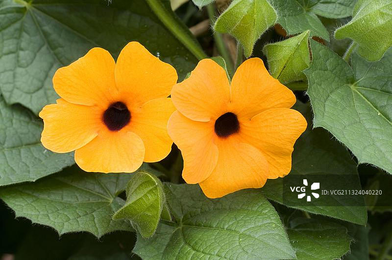 黑眼苏珊花图片素材