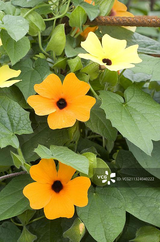 黑眼苏珊花图片素材