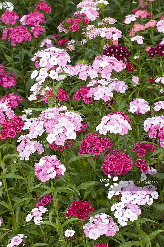 香石竹图片素材