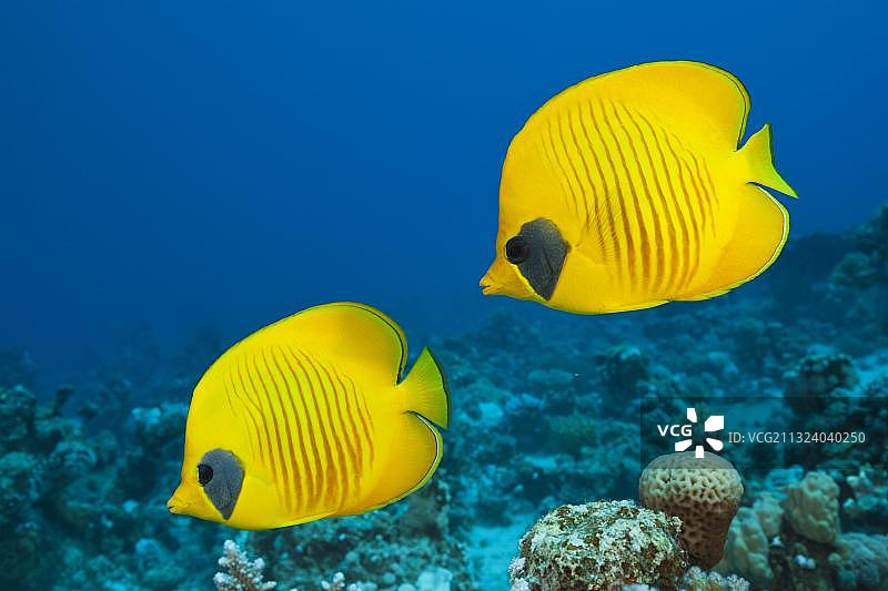 红海的遮面蝴蝶鱼图片素材