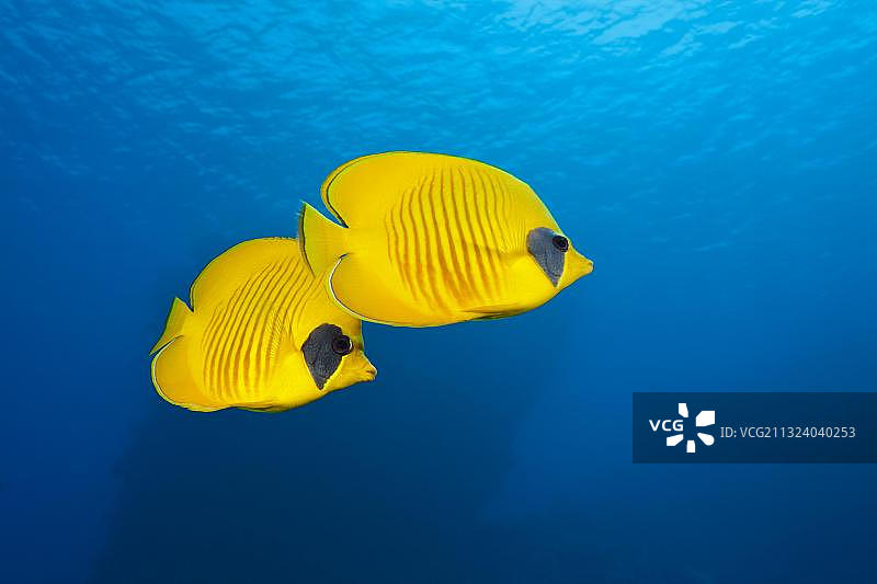 红海的遮面蝴蝶鱼图片素材