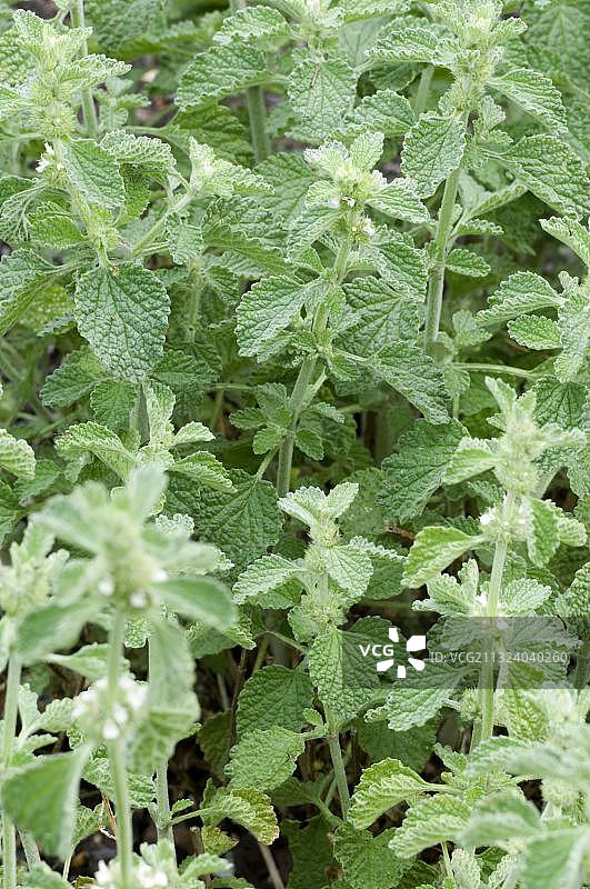 普通白夏至草图片素材