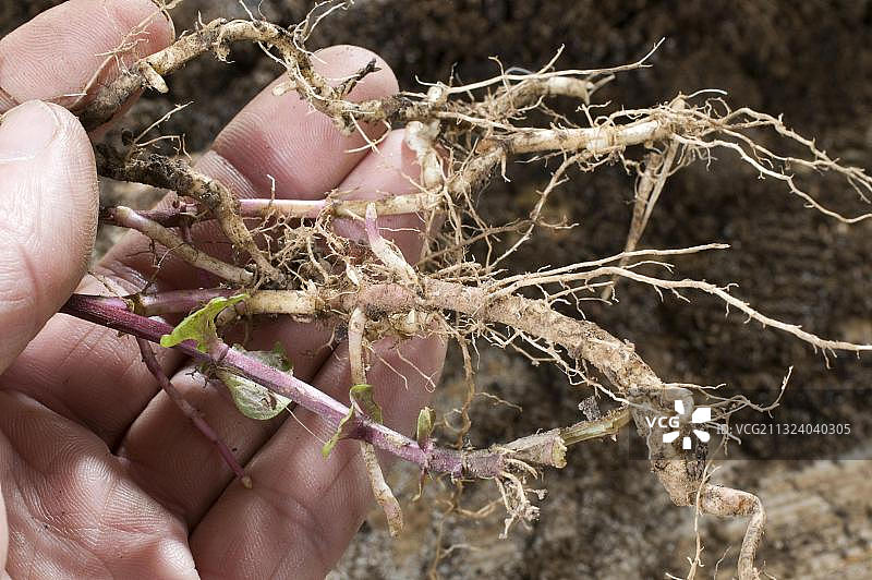 薄荷根插条图片素材