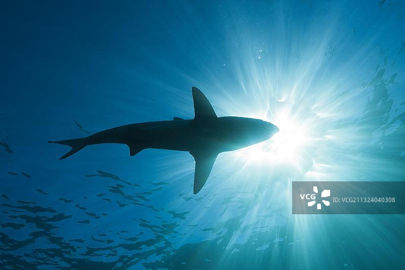 南非印度洋阿里瓦尔浅滩的黑鳍鲨图片素材