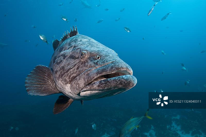 土豆石斑鱼，非洲南非印度洋阿里瓦尔沙洲图片素材