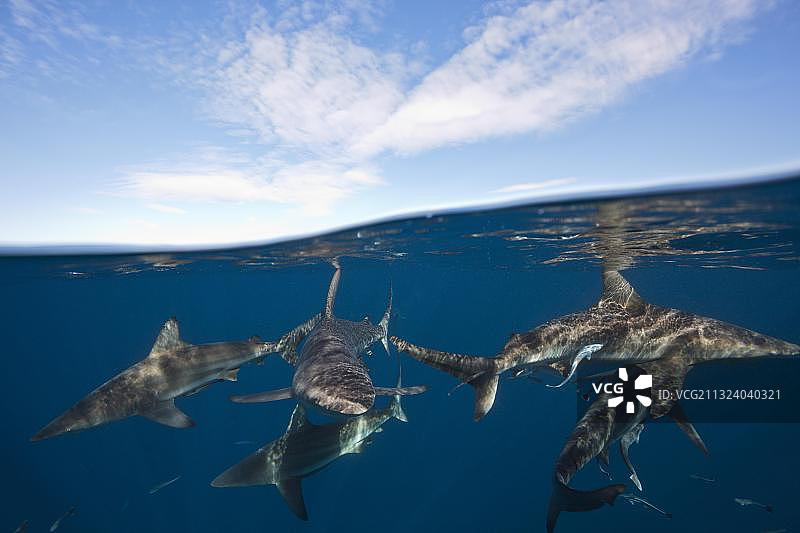 黑鳍鲨，南非阿里瓦尔浅滩，印度洋图片素材