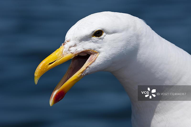 非洲纳米比亚鲸湾的黑背鸥头部图片素材