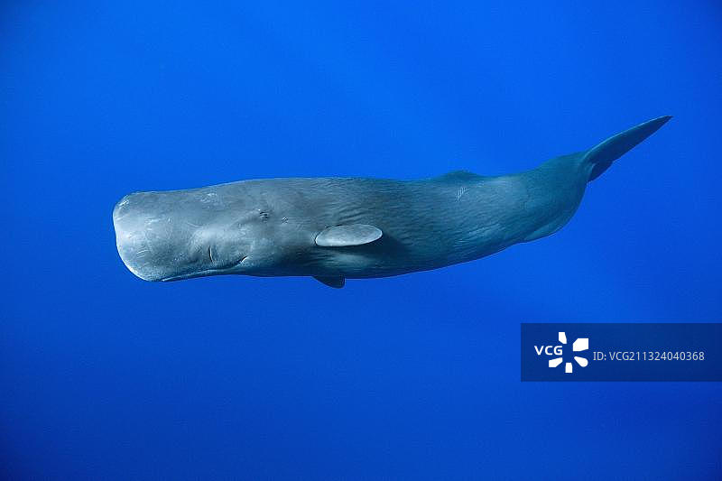 抹香鲸，特内里费岛，加那利群岛，西班牙，欧洲图片素材