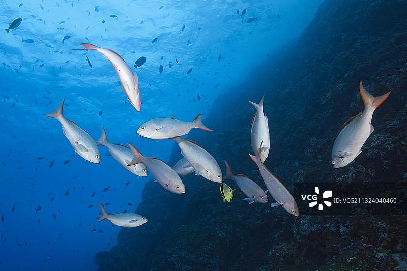 太平洋鲈鱼，墨西哥雷维利亚希赫多群岛图片素材
