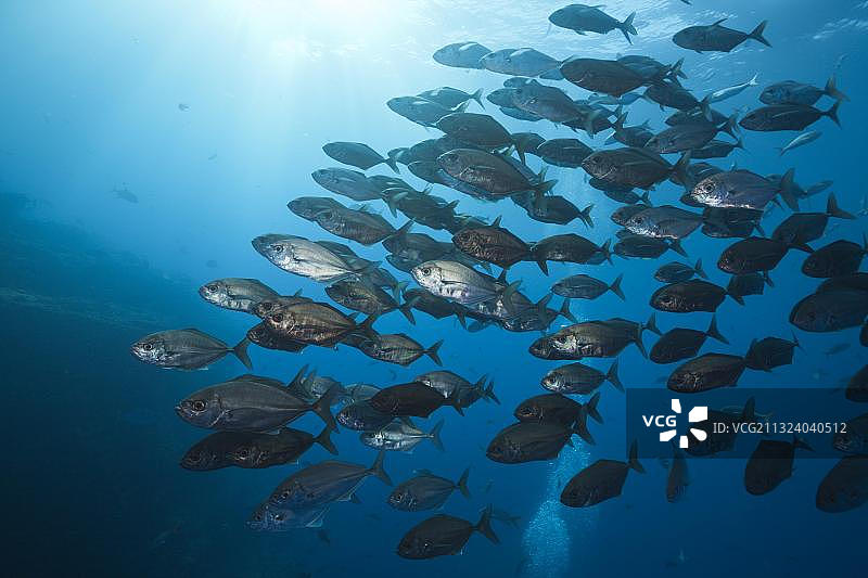 棉口鲹鱼群，罗卡帕蒂达岛，雷维利亚希赫多群岛，墨西哥，中美洲图片素材