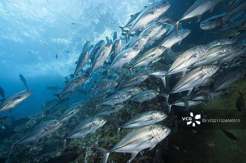 墨西哥雷维利亚希赫多群岛大眼鲹鱼群图片素材