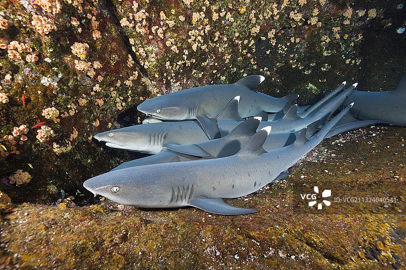 在洞穴中休息的白鳍礁鲨，墨西哥图片素材