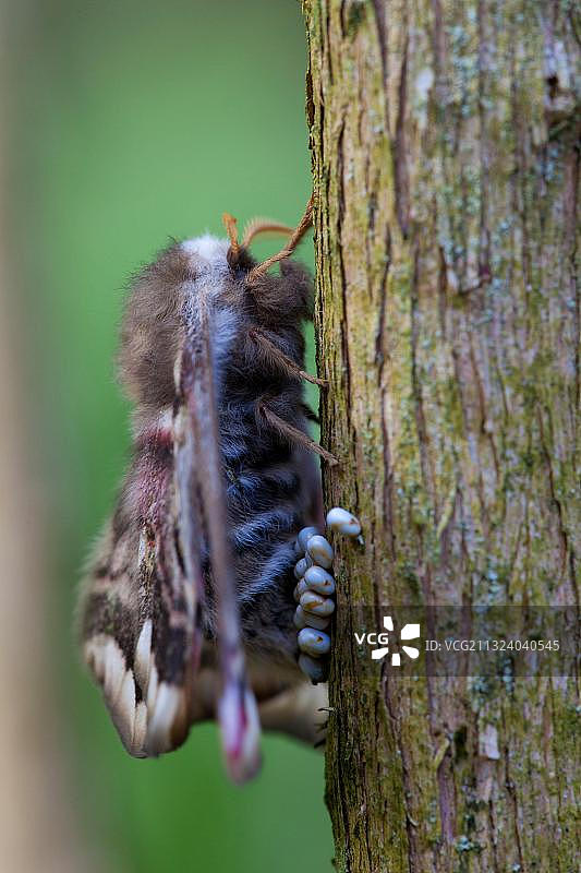 小皇蛾雌性，产卵，德国莱茵兰-普法尔茨图片素材