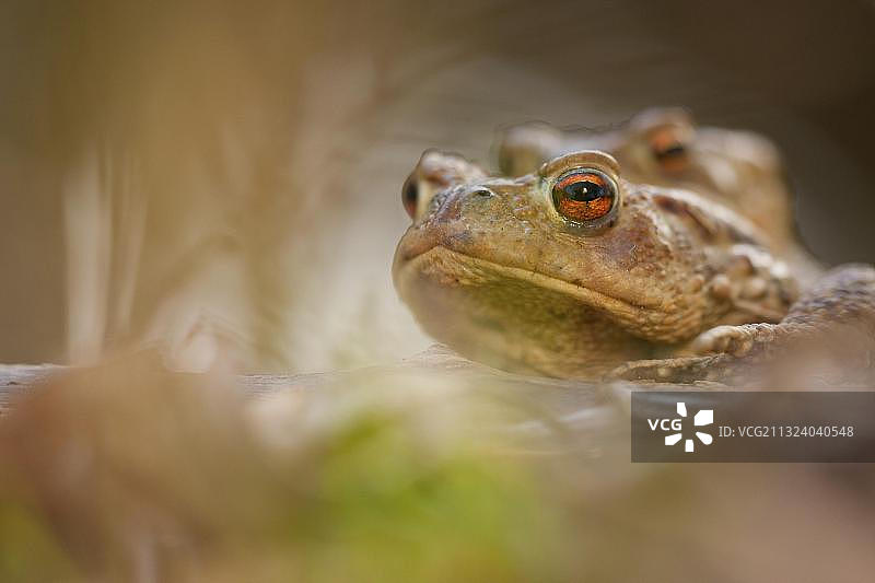 德国莱茵兰-普法尔茨的普通蟾蜍图片素材