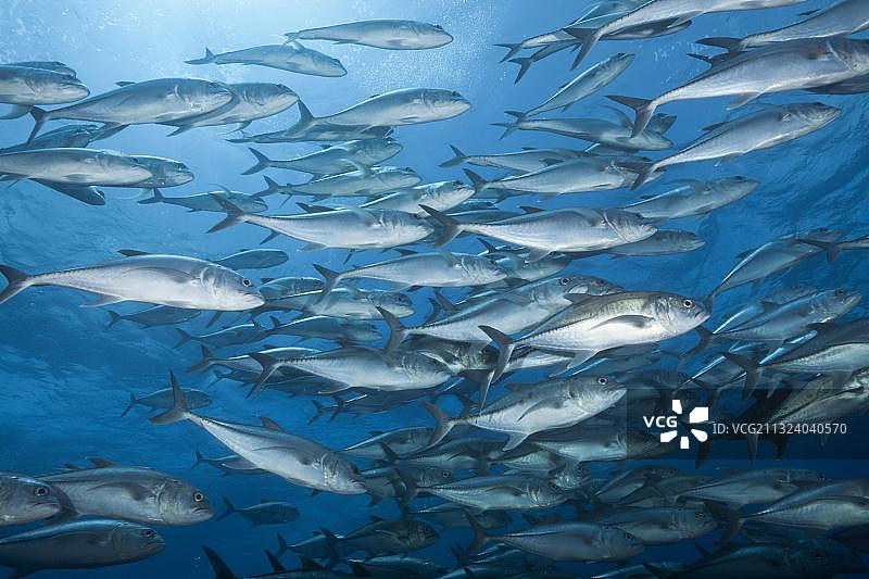 墨西哥雷维利亚希赫多群岛大眼鲹鱼群图片素材