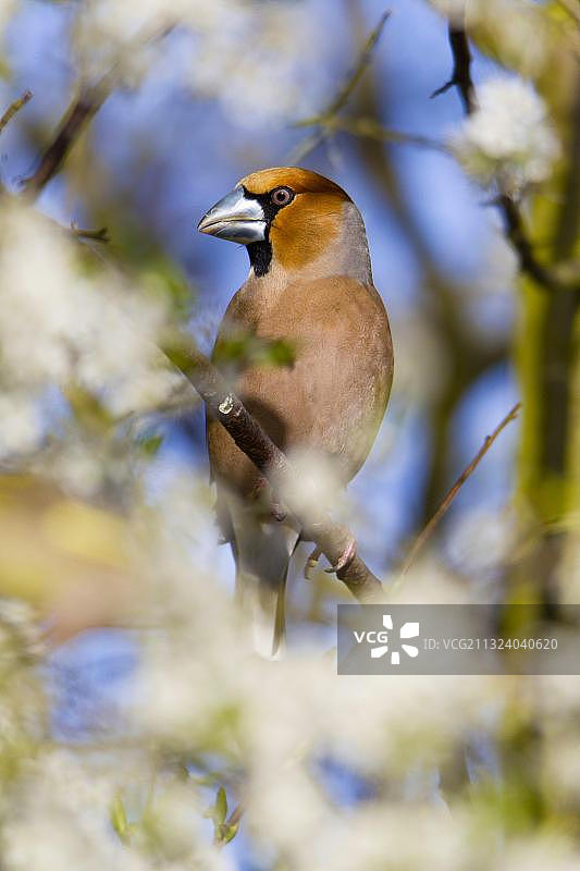 德国下萨克森欧洲金翅雀图片素材