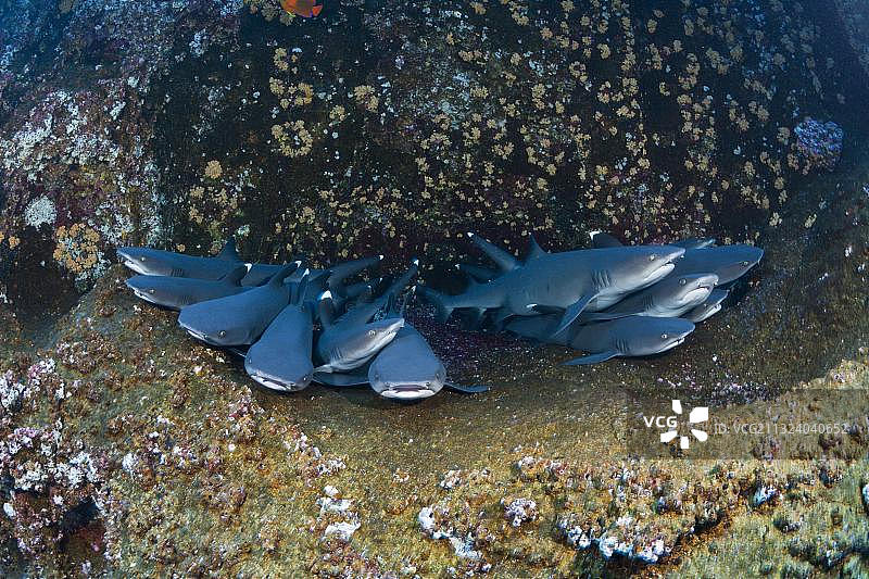 在洞穴中休息的白鳍礁鲨，墨西哥图片素材