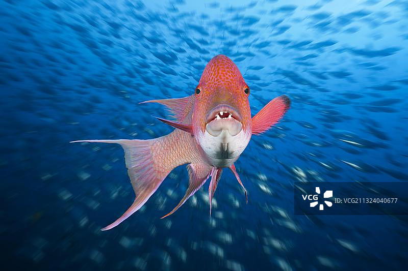 墨西哥猪鱼（Bodianus diplotaenia），墨西哥雷维利亚希赫多群岛，中美洲图片素材