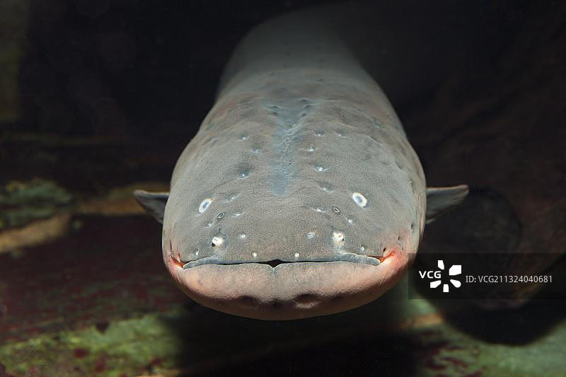 电鳗（Electrophorus electricus），委内瑞拉，南美洲图片素材