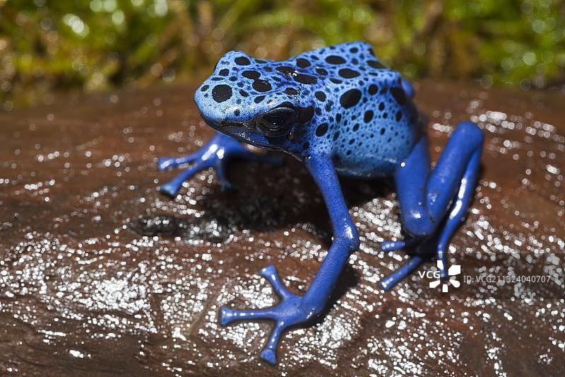 苏里南的蓝色箭毒蛙图片素材