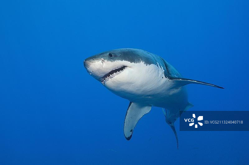 墨西哥瓜达卢佩岛的大白鲨图片素材