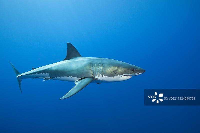 墨西哥瓜达卢佩岛的大白鲨图片素材