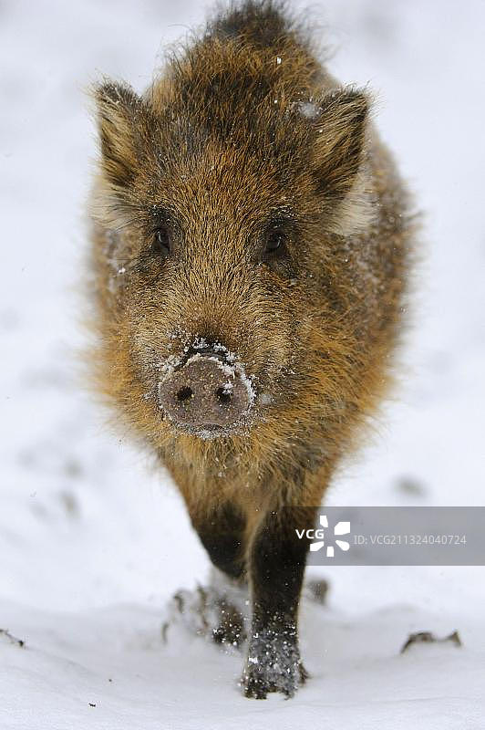 野猪（Sus scrofa）图片素材